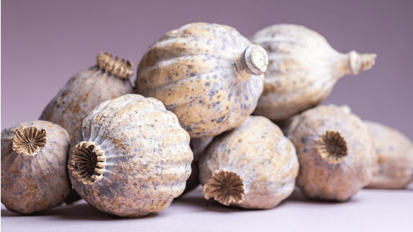 When to Pick Poppy Heads for Drying