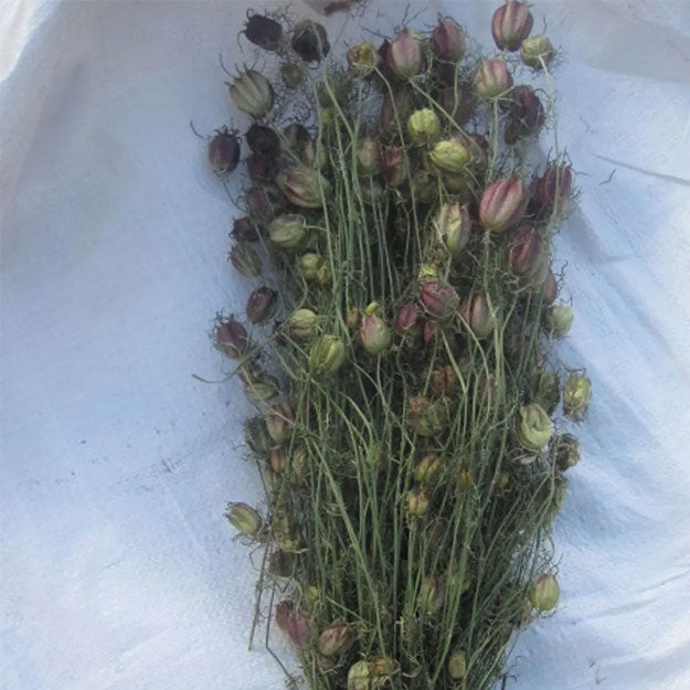 dried flower seeds uk Nigella Black Pod – London Dried Flowers Limited