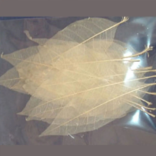 Skeleton Leaves